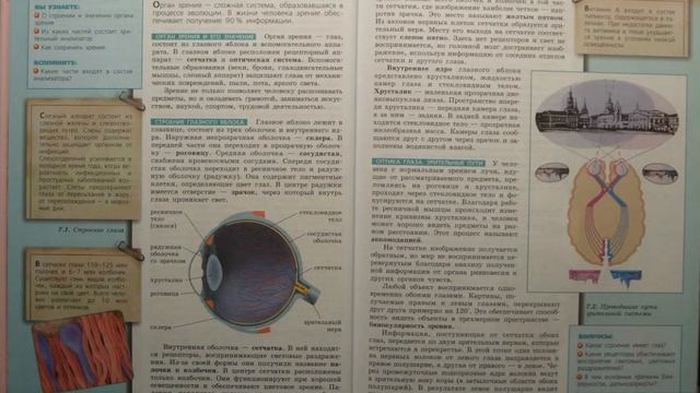 Биология (Л.Н.Сухорукова) 8к §56 Зрительный анализатор смотреть онлайн