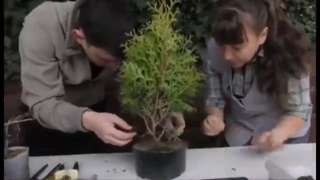 бонсай интервью смотреть онлайн