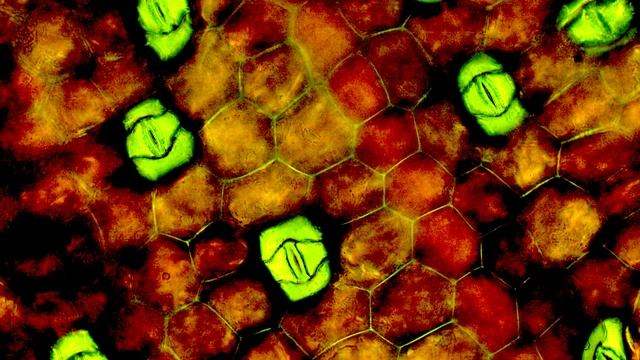 СтройТехнологии