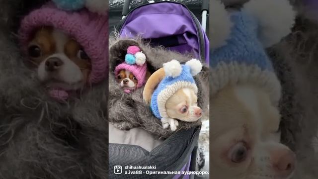 Подружки #собака #юмор #chihuahua #dog #cобаки смотреть онлайн