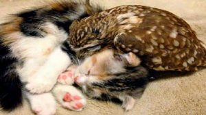 Необычная дружба животных 2