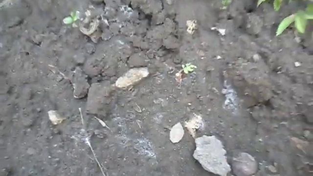 Роза превращается в шиповник. Осторожно! смотреть онлайн