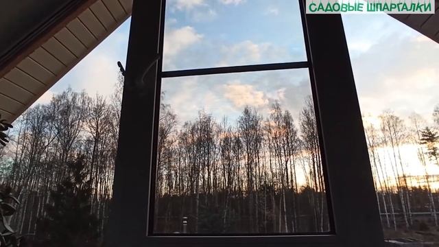 Дрозд обыкновенный (певчий): от строительства гнезда до... Дневник. День 4 смотреть онлайн