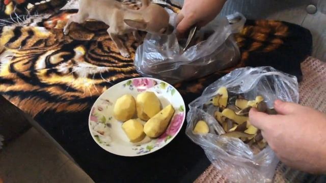 Собачка Флекси чистит картошку с папой / чихуахуа и новые предметы смотреть онлайн