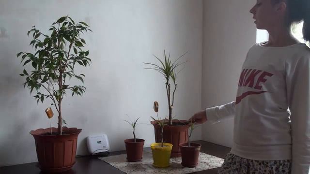      Почему стоит обрезать драцену   