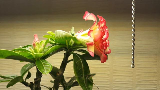 Adenium Obesum Porcelain 2