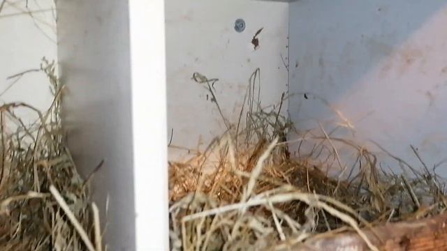 Утро. Сбор яиц. смотреть онлайн