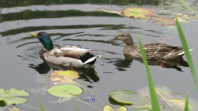 Angrignon Parc Montréal Canon sx50 hs test 05 Full HD смотреть онлайн