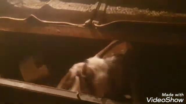 Нубийский козлик от 6.02.2022. Касатик. Вес при рождении 4 кг. Усадьба МЕЧТЫ п. Кучугуры.20.02.2022 смотреть онлайн