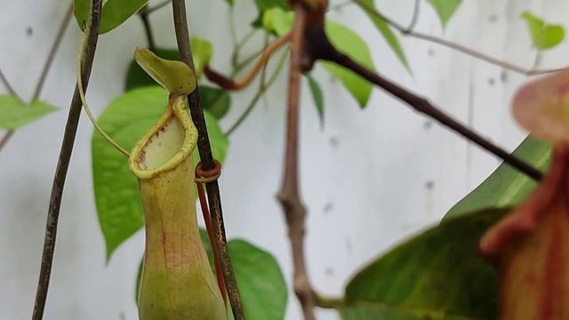 Nepenthes ventrata | Pitcher Plant Care Guide | Carnivorous Plant. смотреть онлайн