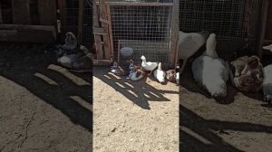 Сколько съели корма утята за 1,5 месяца 🦆 Какой вес набрали на бройлерном комбикорме 🧐