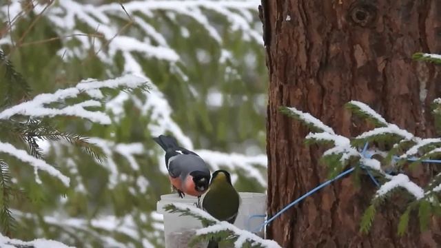 № 2022 22. 02. 2022 Полет ворона смотреть онлайн