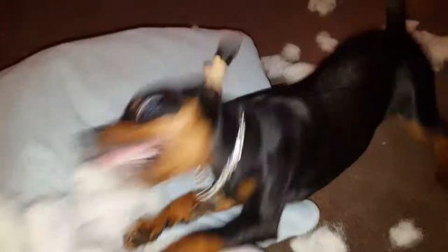 #цвергпинчер - жуткая злюка смотреть онлайн