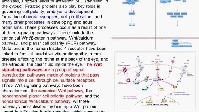 Charité Clinical Journal Club by Fred Luft - 06.7.2016 смотреть онлайн
