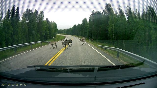 Финляндия_ОЛЕНИ 1 смотреть онлайн