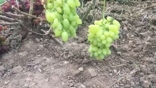 Гелиодор 2019г смотреть онлайн