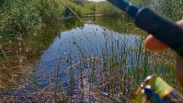 Ловля сома на поппер. Техника проводки. #сомнапоппер смотреть онлайн