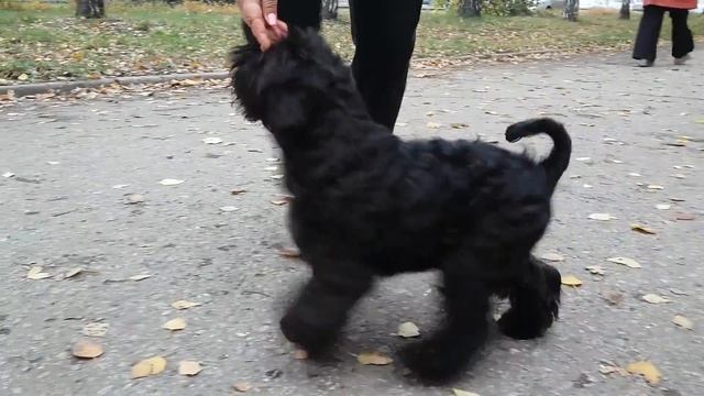 Щенок цвергшнауцера черного окраса смотреть онлайн