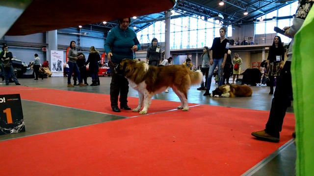 02.02.2019.Всепородная выставка собак. Санкт-Петербург. ЧРКФ. Эксперт Швец И.Л. смотреть онлайн