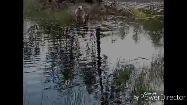 Купание !!!!😎😋😃 смотреть онлайн