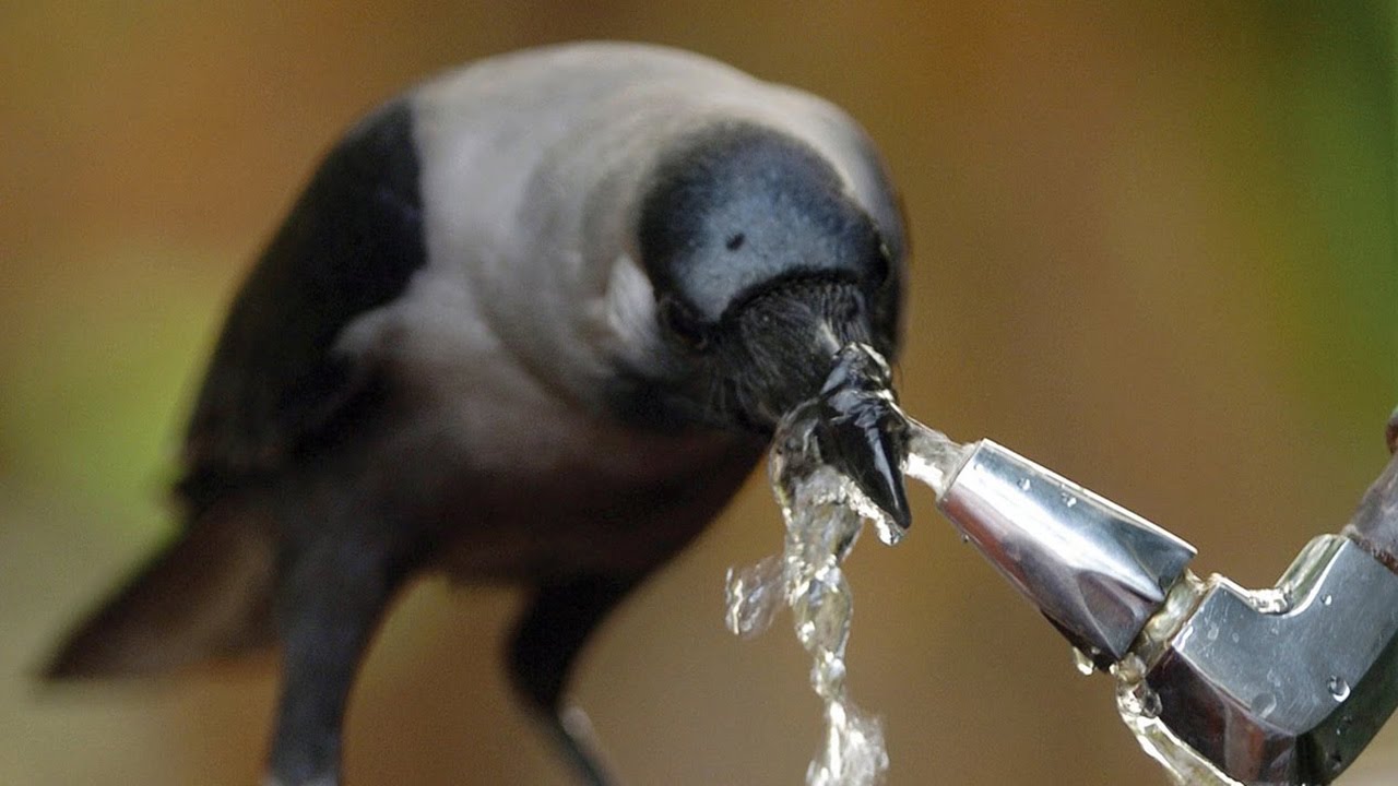 ? 10 Поразительных умственных способностей животных. смотреть онлайн