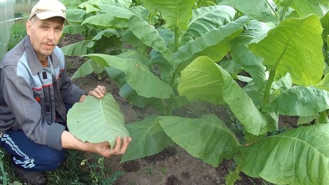 Ломка листа сорта Вирджиния (но это не точно) Табаководство, первый опыт! смотреть онлайн