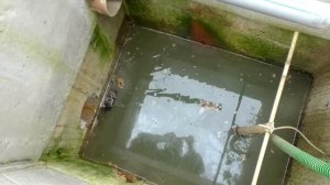 Смертельная ЛОВУШКА ДЛЯ КРЫС