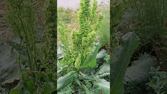 конский щавель, очень ценное растение смотреть онлайн