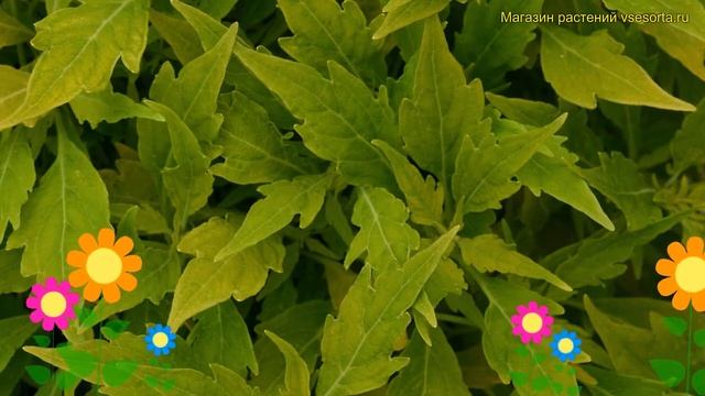 Колеус обыкновенный флейм Сальса Верде. Краткий обзор, описание характеристик coleus Salsa Verde смотреть онлайн