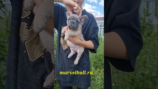 Оливер Марвел Буль. Родился 26мая 2023г. смотреть онлайн