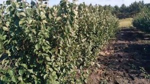 Билясувар слива