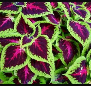 Выращивание колеуса из семян. ОТ посева до всходов.