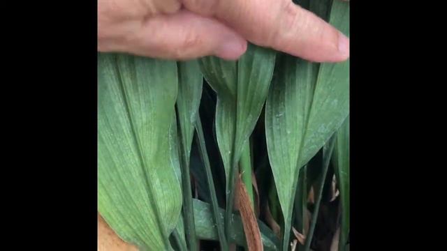 Aspidistra Elatior