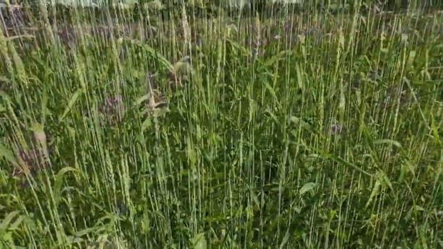 Буйство цвета природы Сибири смотреть онлайн