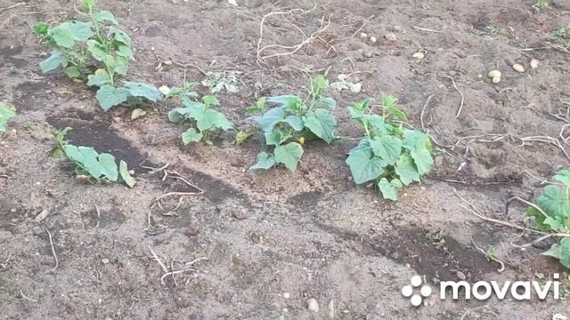 Картофель убираем потихоньку #дела #домашние #цыплята #2023г смотреть онлайн