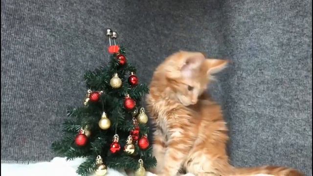 Шарлотта и Рождество смотреть онлайн