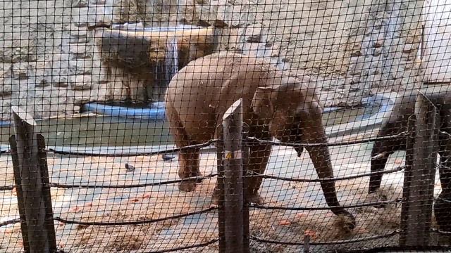Поход в Московский зоопарк смотреть онлайн