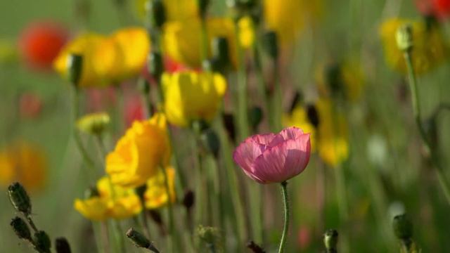 Для тех кому грустно на душе смотреть онлайн