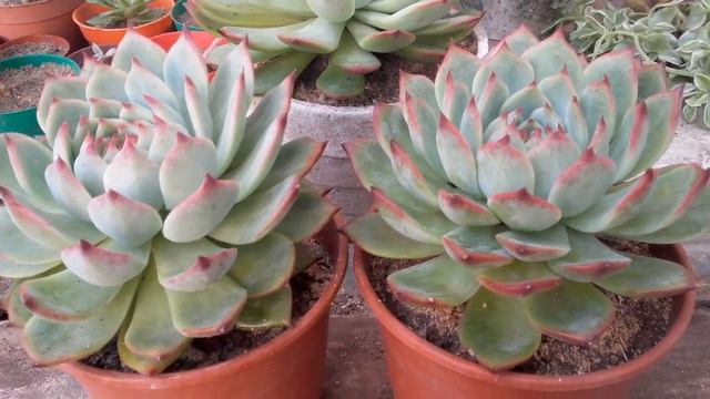 Echeveria Chiuahuensis смотреть онлайн