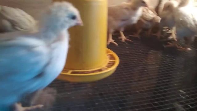 Мои цыплята Ломан Браун. смотреть онлайн