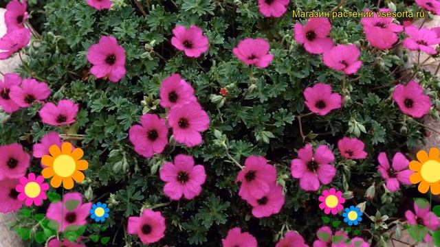 Герань пепельная Субцаудусценс. Краткий обзор, описание geranium cinereum Subcaulescens смотреть онлайн