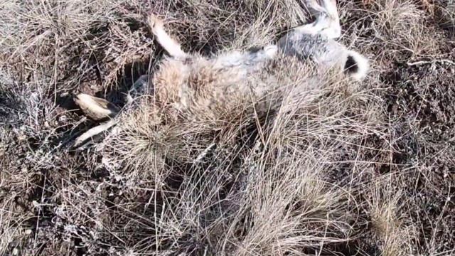 Охота на зайца . Открытие сезона 2020. Ягдтерер Ярик, чернотроп. German Jagdterrier on the hunt смотреть онлайн