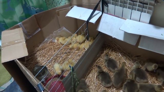 Выращивание гусят в домашних условиях. Как подружить кошек, собак, гусят и утят. Жизнь в станице. смотреть онлайн