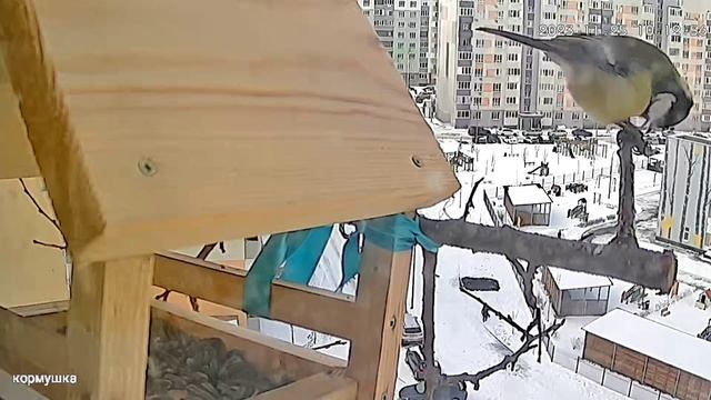 5 МИНУТ ЖИЗНИ СИНИЧКИ В ТАЙМ ЛАПС. смотреть онлайн