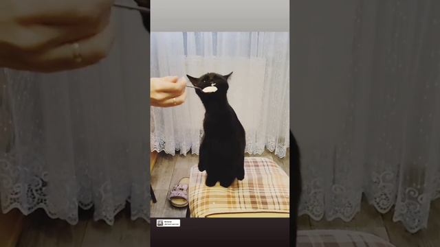 кот ест сметанку