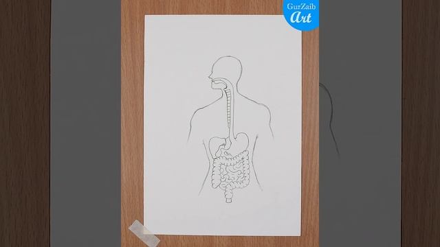 How to draw a Human Digestive system Diagram Drawing || easy science project making - step by step смотреть онлайн