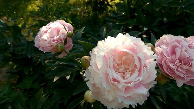 Пионы год 18й Mrs Franklin D Roosevelt смотреть онлайн