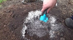 Кладу это в лунку с капустой, и килы не бывает