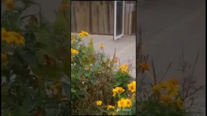 Михаил Боярский  _ Городские цветы
