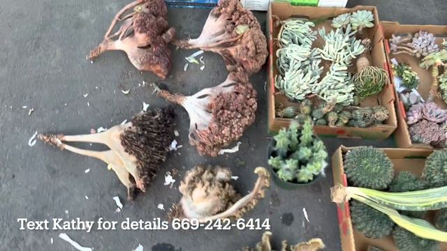 9/2 Korean succulents unboxing night: happy labor weekend everyone ❤️🌵🙏 смотреть онлайн